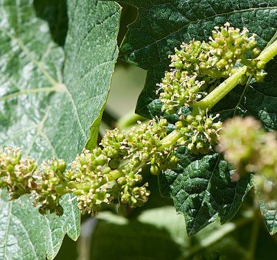 The flowering of the vines