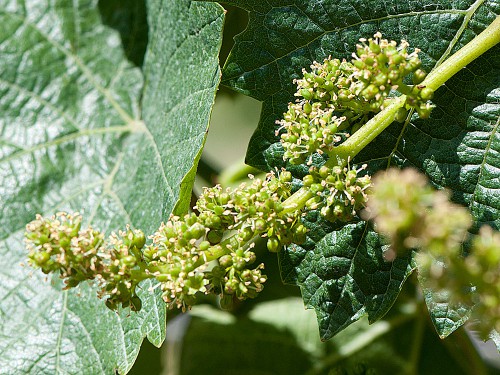 The flowering of the vines