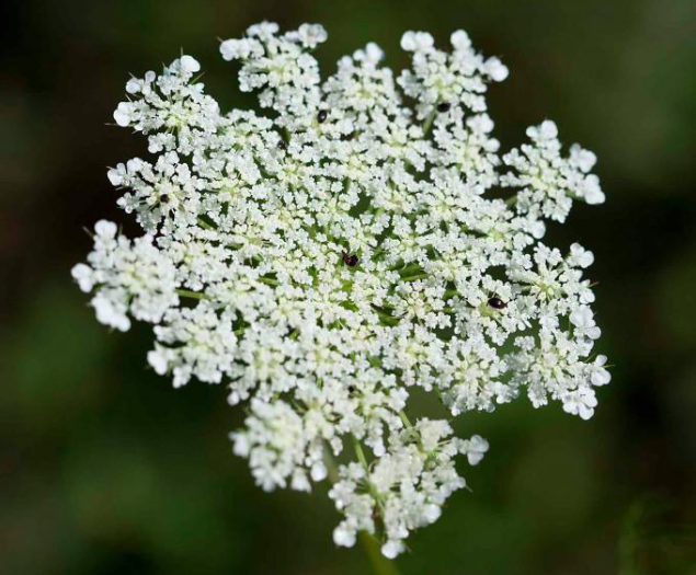 Queen Anne's lace, Daucus Carota