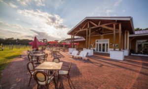 fall vineyard wedding