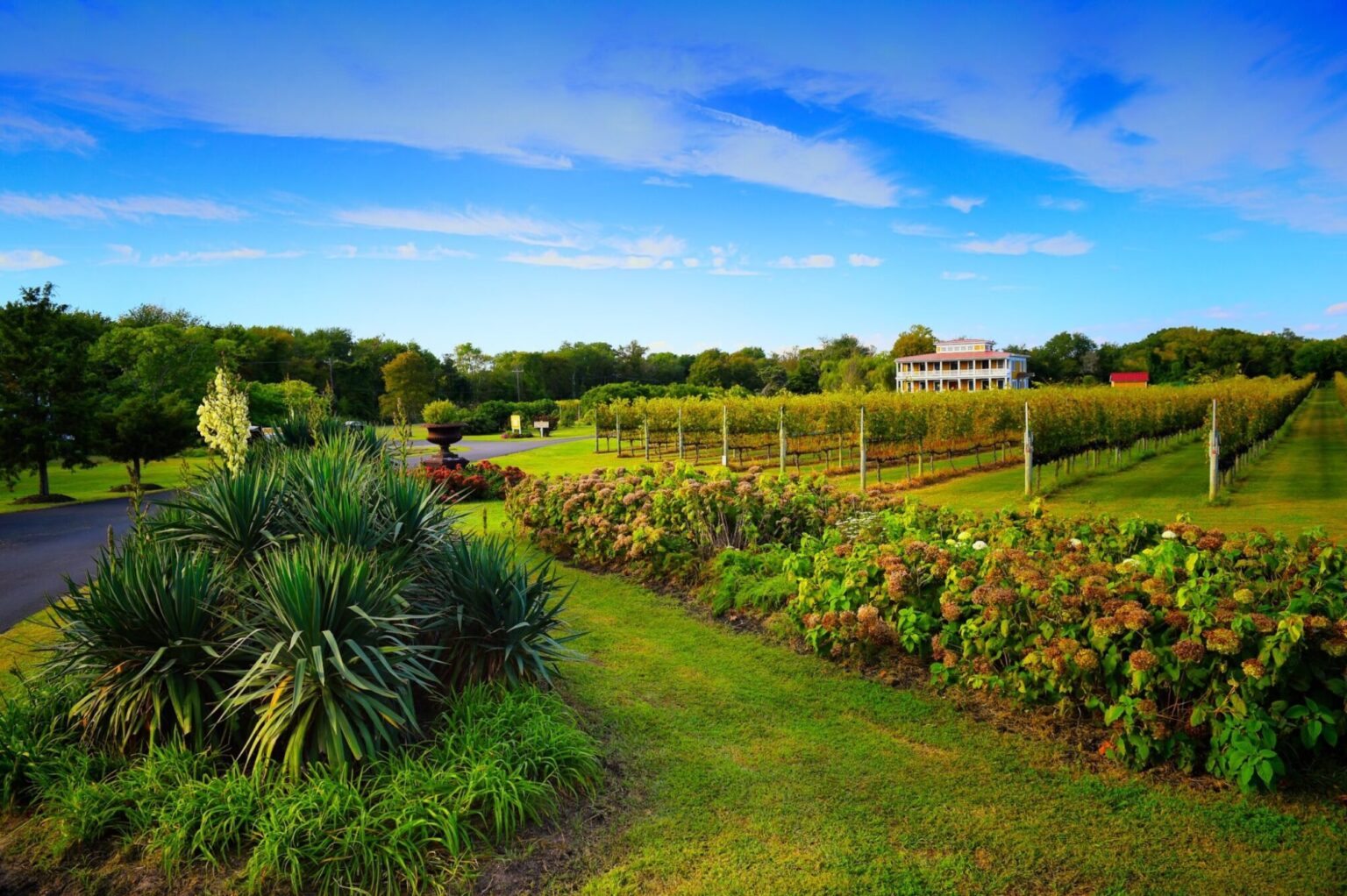 Willow Creek Winery vineyard and estate